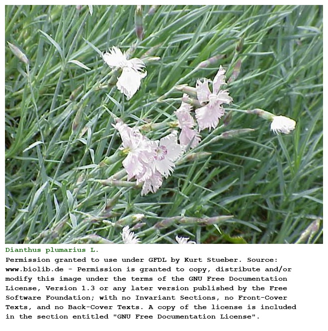 Dianthus plumarius L.